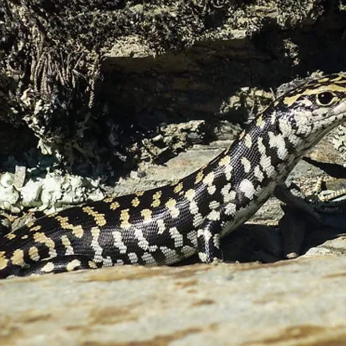 Otago skink western