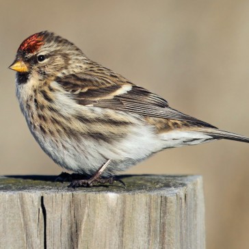 Redpoll