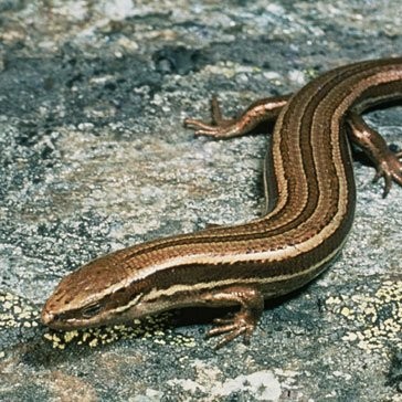 Skink
