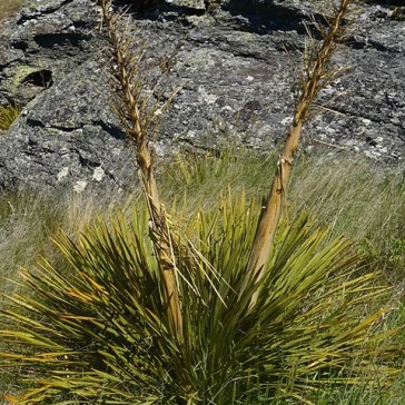 Spear Grass