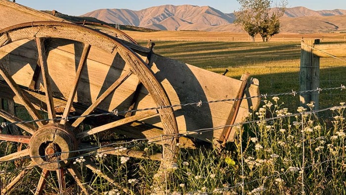 wagon wheel wedderburn feb 2025